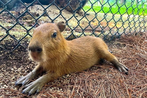 Does Capybara Bite