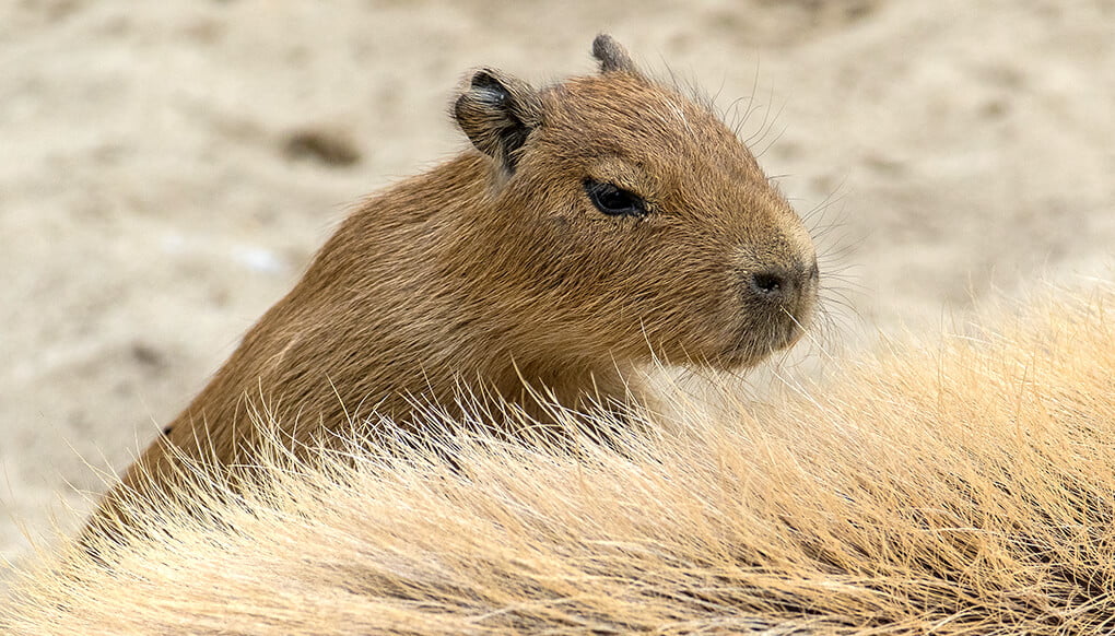 Capybara Pet for Sale