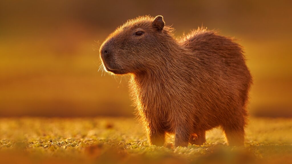 Are Capybaras Good Pets