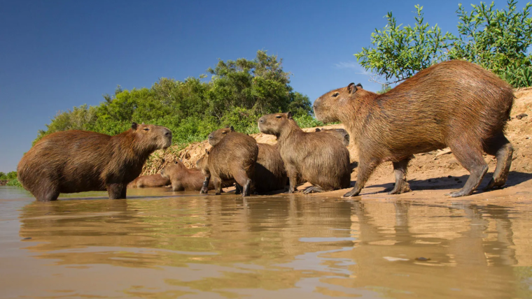 Factors that Affect the Price of Capybaras