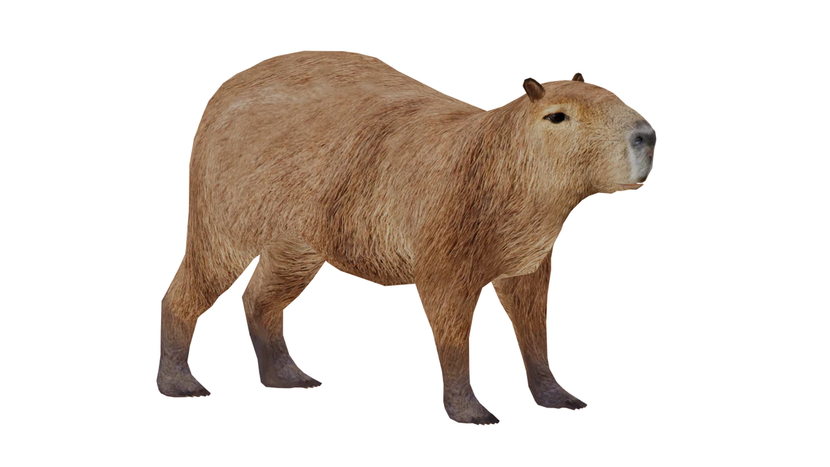 Find the Perfect Live Capybara for Sale