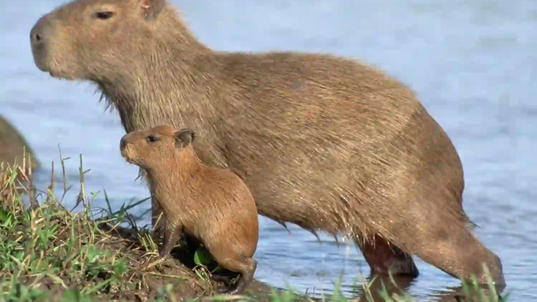 Why Capybaras Are the Best: A Comprehensive Guide