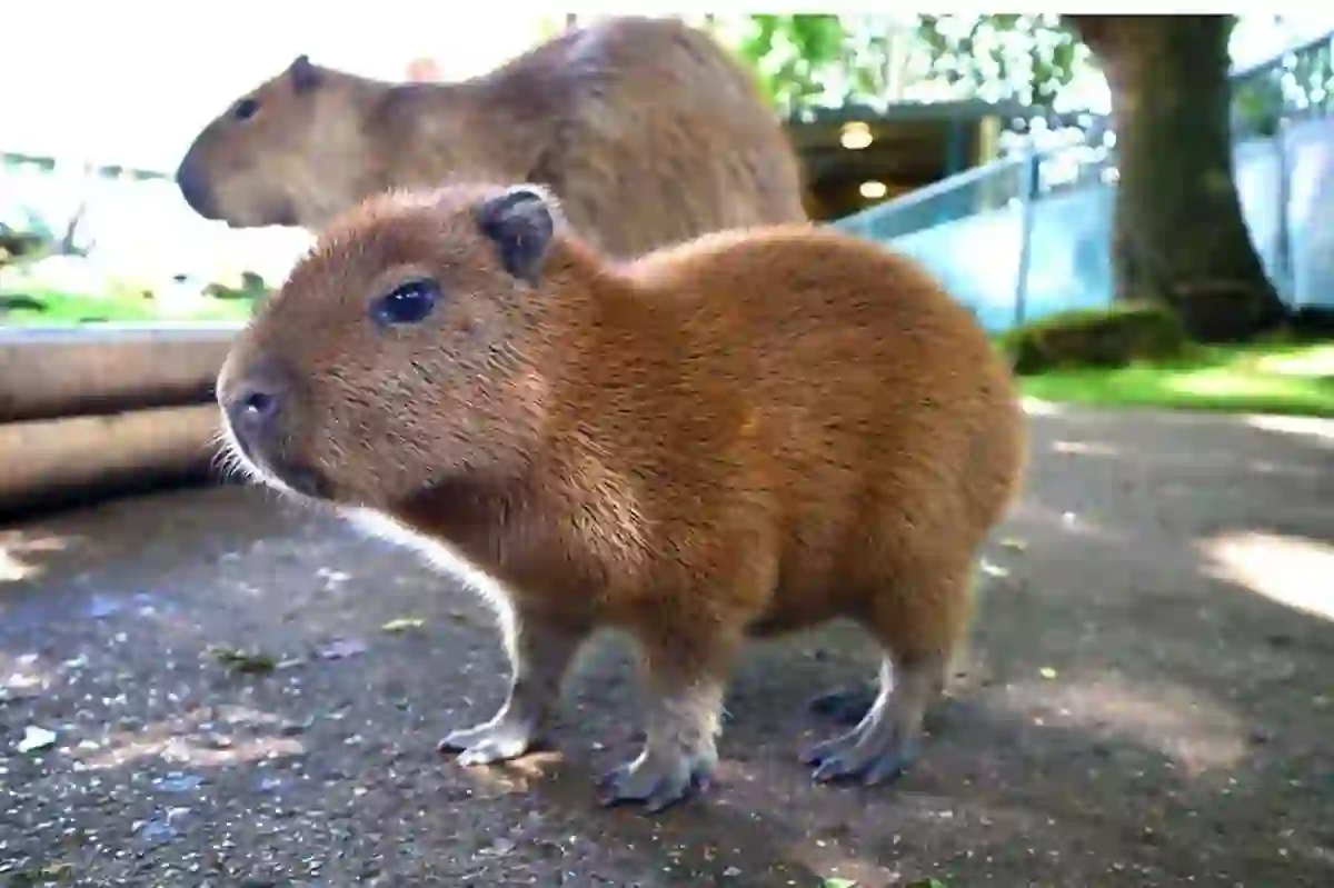 Capybaras As Pets