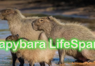 Capybara LifeSpan