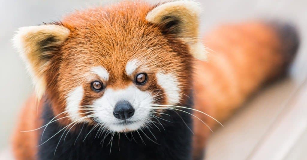 can i own a red panda