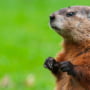 Groundhog marmot Unveiled: Exploring the Fascinating World of Marmots
