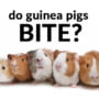 Do Guinea Pigs Bite:Handling Guinea Pig Bites